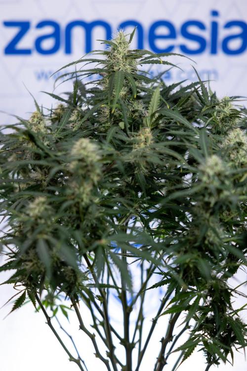 Critical Cheese Auto #2 - Zamnesia x B&B. Week 7 - Critical Cheese Automatic #2