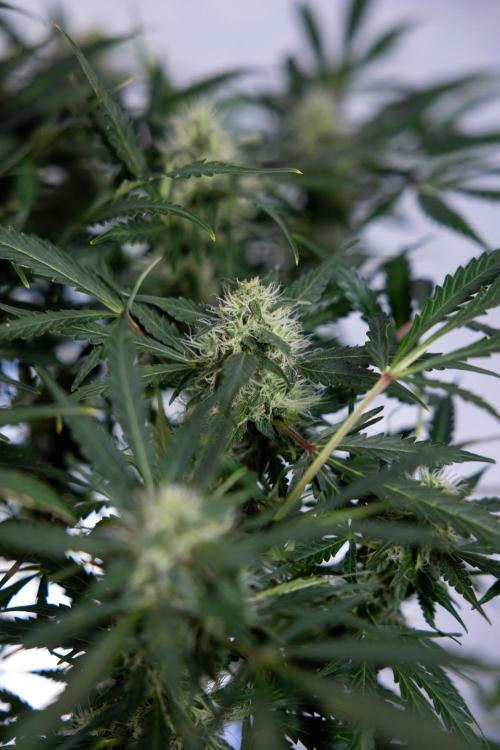 Critical Cheese Auto #2 - Zamnesia x B&B. Week 7 - Critical Cheese Automatic #2