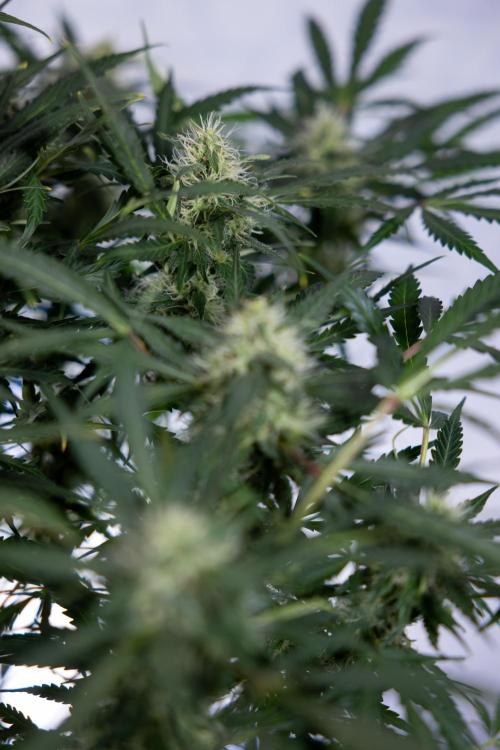 Critical Cheese Auto #2 - Zamnesia x B&B. Week 7 - Critical Cheese Automatic #2