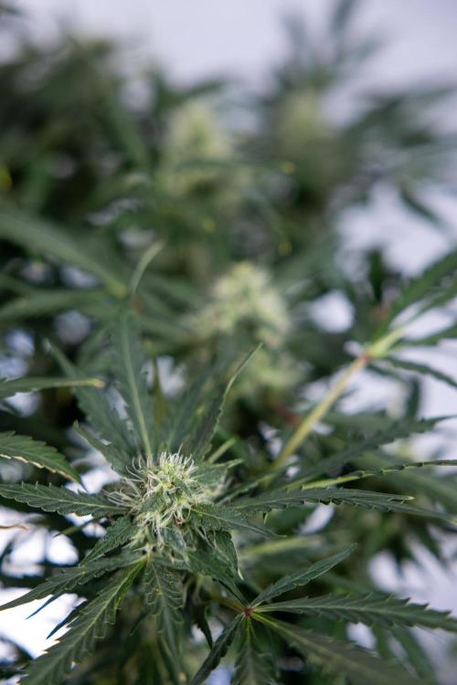 Critical Cheese Auto #2 - Zamnesia x B&B. Week 7 - Critical Cheese Automatic #2