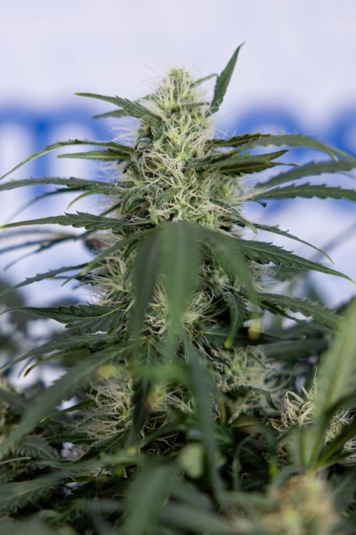 Critical Cheese Auto #2 - Zamnesia x B&B. Week 7 - Critical Cheese Automatic #2