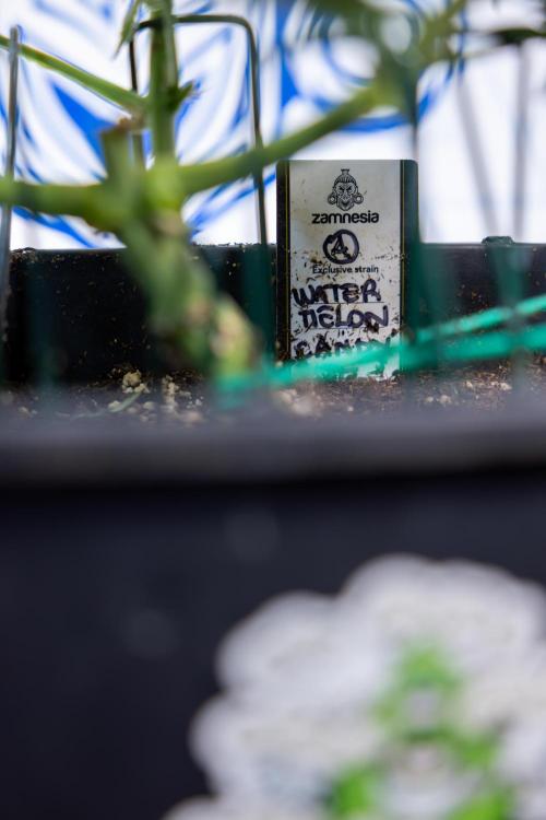 Watermelon Candy #2 - Zamnesia x B&B. Week 8 - Watermelon Candy - Plant 2 - LST