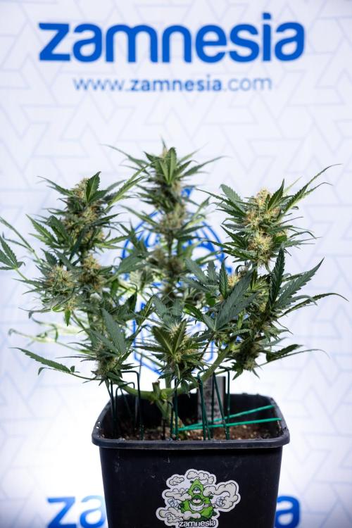 Watermelon Candy #2 - Zamnesia x B&B. Week 8 - Watermelon Candy - Plant 2 - LST