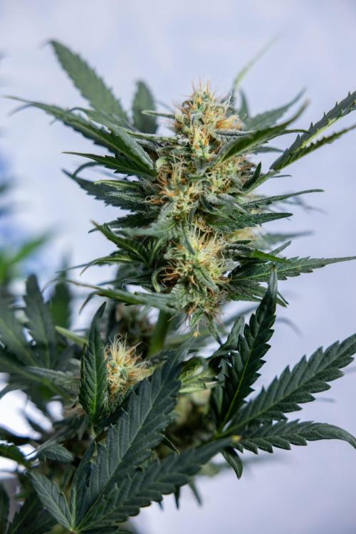 Watermelon Candy #2 - Zamnesia x B&B. Week 8 - Watermelon Candy - Plant 2 - LST