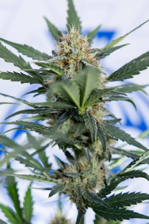 Watermelon Candy #2 - Zamnesia x B&B. Week 8 - Watermelon Candy - Plant 2 - LST