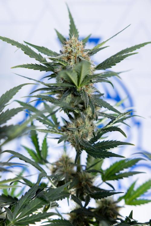 Watermelon Candy #2 - Zamnesia x B&B. Week 8 - Watermelon Candy - Plant 2 - LST