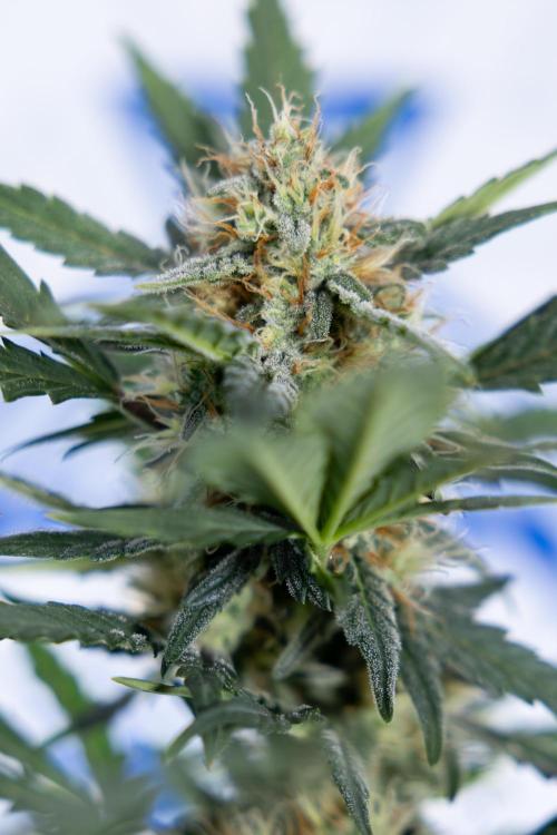 Watermelon Candy #2 - Zamnesia x B&B. Week 8 - Watermelon Candy - Plant 2 - LST