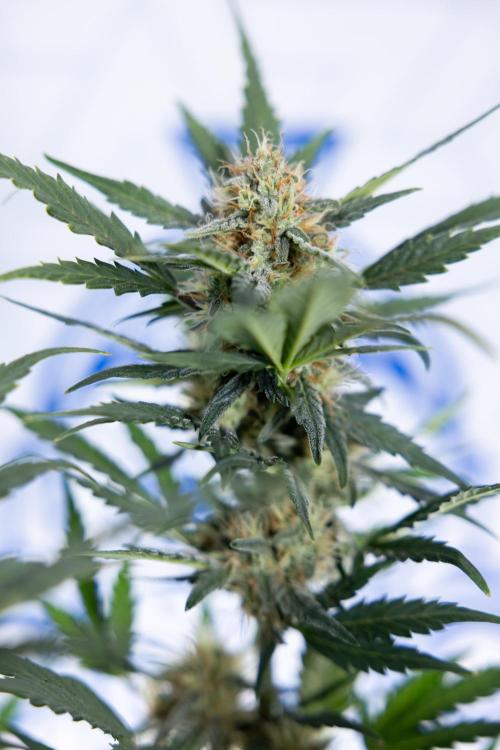 Watermelon Candy #2 - Zamnesia x B&B. Week 8 - Watermelon Candy - Plant 2 - LST