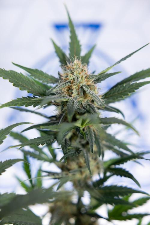 Watermelon Candy #2 - Zamnesia x B&B. Week 8 - Watermelon Candy - Plant 2 - LST