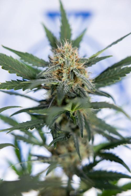 Watermelon Candy #2 - Zamnesia x B&B. Week 8 - Watermelon Candy - Plant 2 - LST