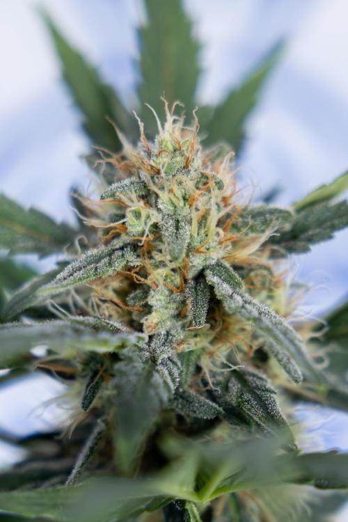 Watermelon Candy #2 - Zamnesia x B&B. Week 8 - Watermelon Candy - Plant 2 - LST