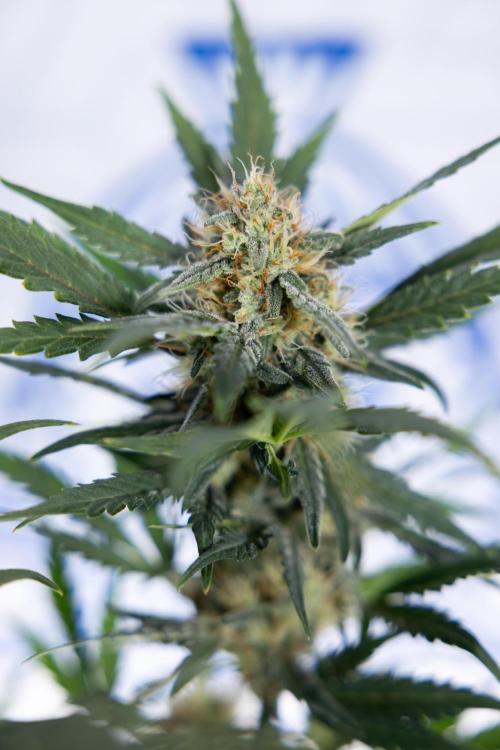 Watermelon Candy #2 - Zamnesia x B&B. Week 8 - Watermelon Candy - Plant 2 - LST