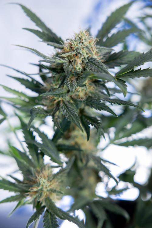 Watermelon Candy #2 - Zamnesia x B&B. Week 8 - Watermelon Candy - Plant 2 - LST