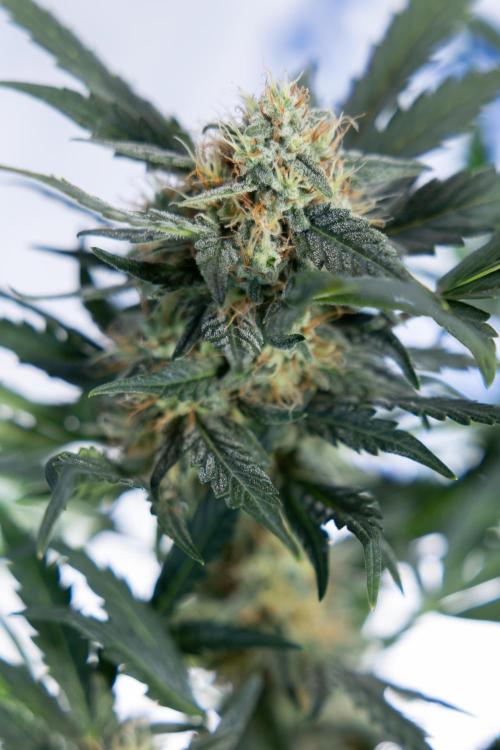 Watermelon Candy #2 - Zamnesia x B&B. Week 8 - Watermelon Candy - Plant 2 - LST