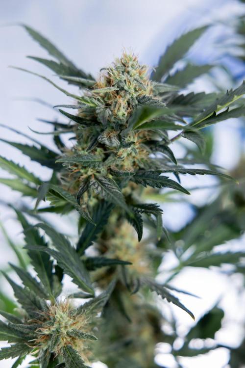 Watermelon Candy #2 - Zamnesia x B&B. Week 8 - Watermelon Candy - Plant 2 - LST