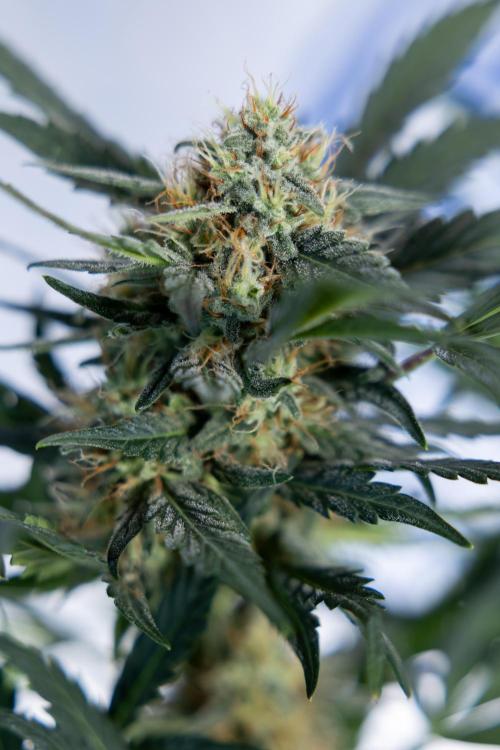 Watermelon Candy #2 - Zamnesia x B&B. Week 8 - Watermelon Candy - Plant 2 - LST