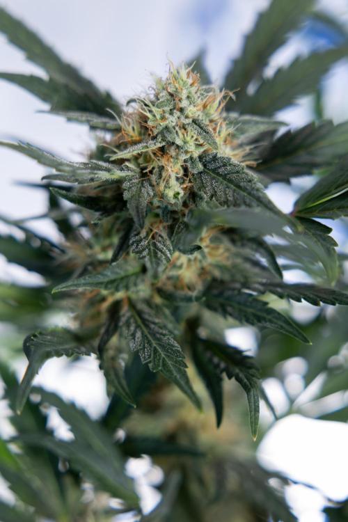 Watermelon Candy #2 - Zamnesia x B&B. Week 8 - Watermelon Candy - Plant 2 - LST