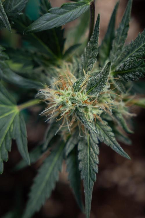 Watermelon Candy #2 - Zamnesia x B&B. Week 8 - Watermelon Candy - Plant 2 - LST