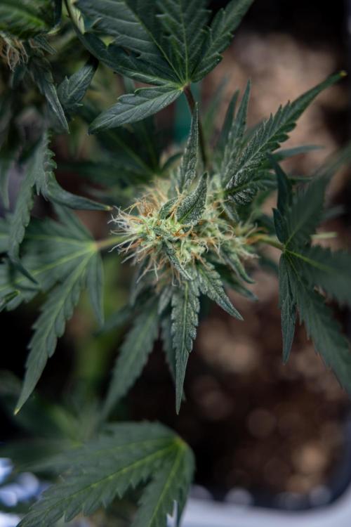 Watermelon Candy #2 - Zamnesia x B&B. Week 8 - Watermelon Candy - Plant 2 - LST