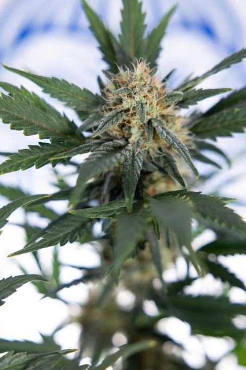 Watermelon Candy #2 - Zamnesia x B&B. Week 8 - Watermelon Candy - Plant 2 - LST