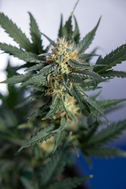 Watermelon Candy #2 - Zamnesia x B&B. Week 8 - Watermelon Candy - Plant 2 - LST