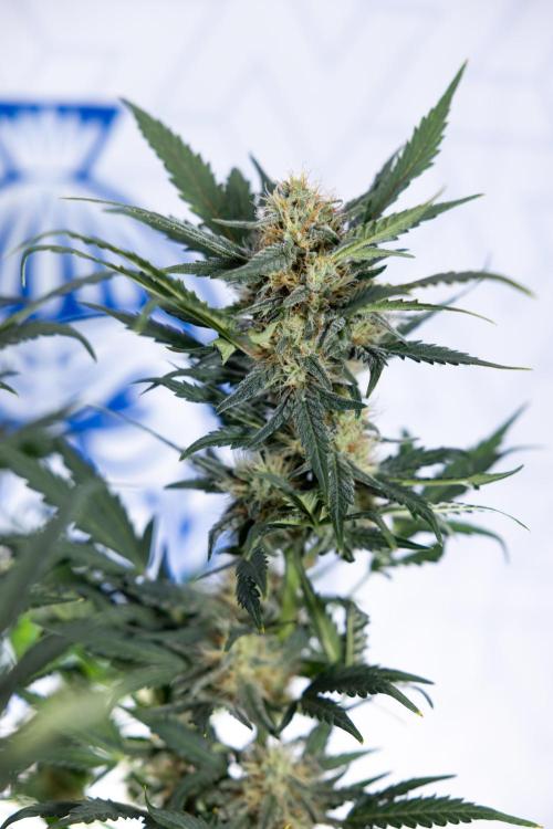 Watermelon Candy #2 - Zamnesia x B&B. Week 8 - Watermelon Candy - Plant 2 - LST