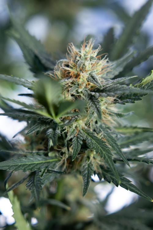 Watermelon Candy #2 - Zamnesia x B&B. Week 8 - Watermelon Candy - Plant 2 - LST