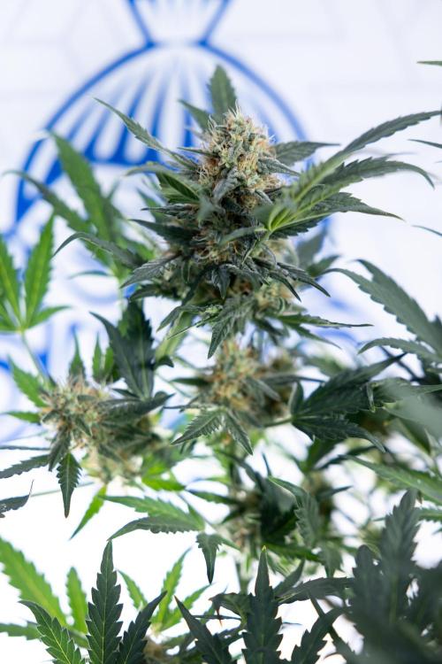 Watermelon Candy #2 - Zamnesia x B&B. Week 8 - Watermelon Candy - Plant 2 - LST