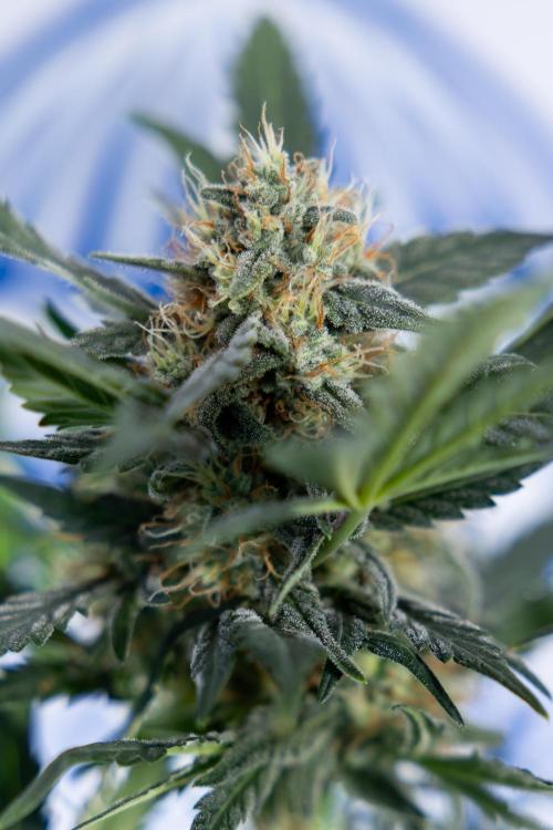 Watermelon Candy #2 - Zamnesia x B&B. Week 8 - Watermelon Candy - Plant 2 - LST