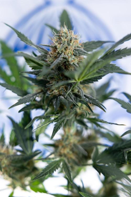 Watermelon Candy #2 - Zamnesia x B&B. Week 8 - Watermelon Candy - Plant 2 - LST