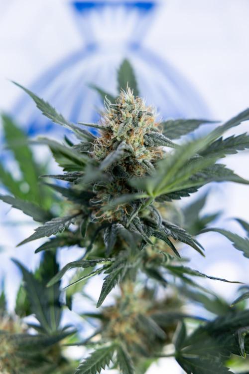 Watermelon Candy #2 - Zamnesia x B&B. Week 8 - Watermelon Candy - Plant 2 - LST