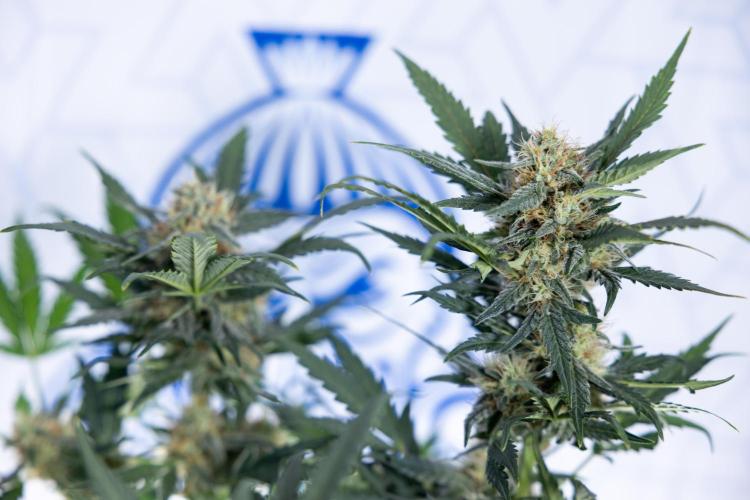 Watermelon Candy #2 - Zamnesia x B&B. Week 8 - Watermelon Candy - Plant 2 - LST