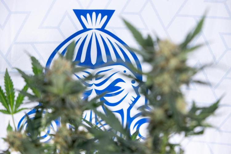 Watermelon Candy #2 - Zamnesia x B&B. Week 8 - Watermelon Candy - Plant 2 - LST