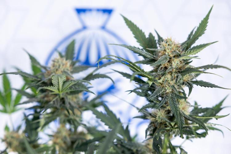 Watermelon Candy #2 - Zamnesia x B&B. Week 8 - Watermelon Candy - Plant 2 - LST