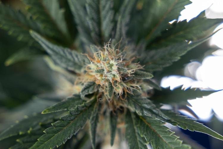 Watermelon Candy #2 - Zamnesia x B&B. Week 8 - Watermelon Candy - Plant 2 - LST