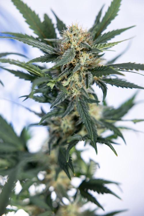 Watermelon Candy #2 - Zamnesia x B&B. Week 8 - Watermelon Candy - Plant 2 - LST