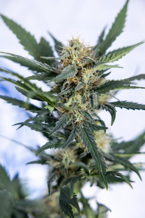 Watermelon Candy #2 - Zamnesia x B&B. Week 8 - Watermelon Candy - Plant 2 - LST