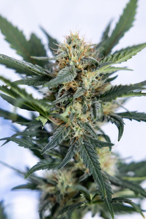 Watermelon Candy #2 - Zamnesia x B&B. Week 8 - Watermelon Candy - Plant 2 - LST