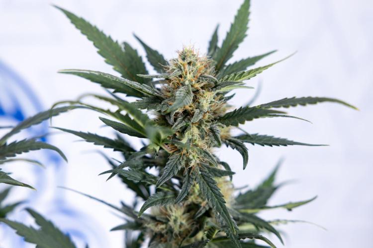 Watermelon Candy #2 - Zamnesia x B&B. Week 8 - Watermelon Candy - Plant 2 - LST