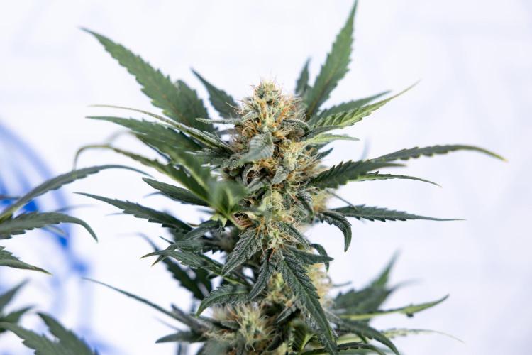 Watermelon Candy #2 - Zamnesia x B&B. Week 8 - Watermelon Candy - Plant 2 - LST