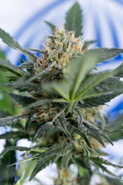 Watermelon Candy #2 - Zamnesia x B&B. Week 8 - Watermelon Candy - Plant 2 - LST