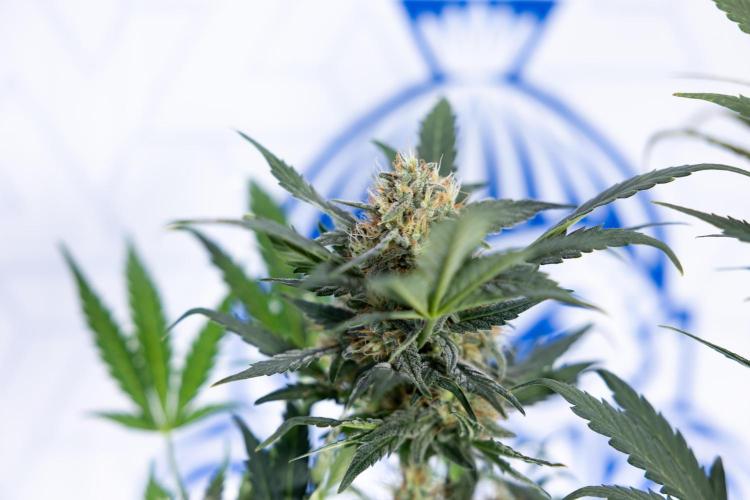 Watermelon Candy #2 - Zamnesia x B&B. Week 8 - Watermelon Candy - Plant 2 - LST