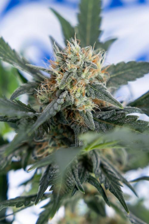 Watermelon Candy #2 - Zamnesia x B&B. Week 8 - Watermelon Candy - Plant 2 - LST