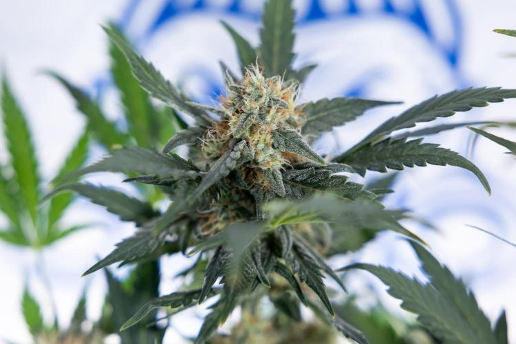 Watermelon Candy #2 - Zamnesia x B&B. Week 8 - Watermelon Candy - Plant 2 - LST