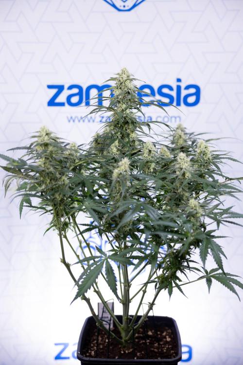 Watermelon Candy #1 -  Zamnesia x B&B. Week 7 - Watermelon Candy #1 - No Techniques