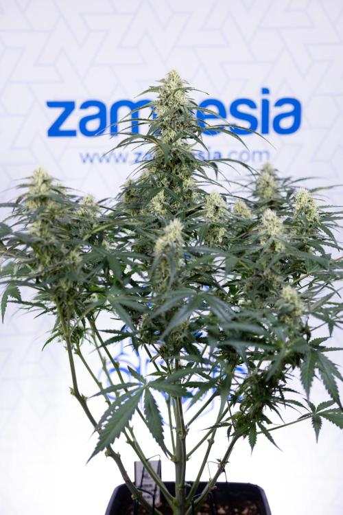 Watermelon Candy #1 -  Zamnesia x B&B. Week 7 - Watermelon Candy #1 - No Techniques