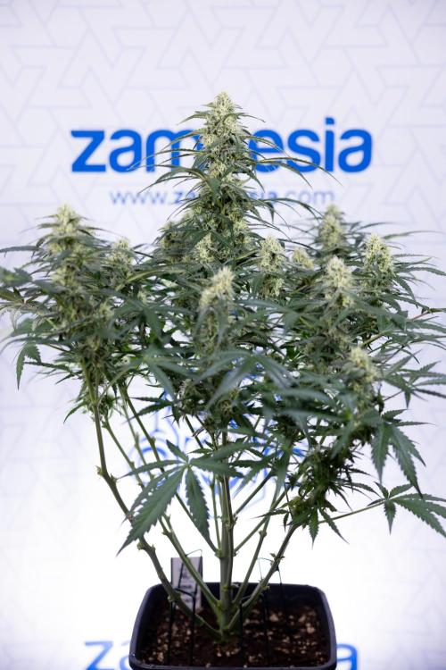 Watermelon Candy #1 -  Zamnesia x B&B. Week 7 - Watermelon Candy #1 - No Techniques