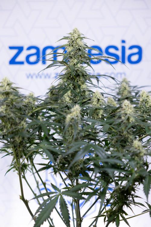 Watermelon Candy #1 -  Zamnesia x B&B. Week 7 - Watermelon Candy #1 - No Techniques