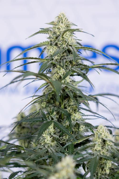 Watermelon Candy #1 -  Zamnesia x B&B. Week 7 - Watermelon Candy #1 - No Techniques