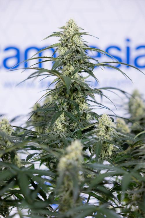 Watermelon Candy #1 -  Zamnesia x B&B. Week 7 - Watermelon Candy #1 - No Techniques